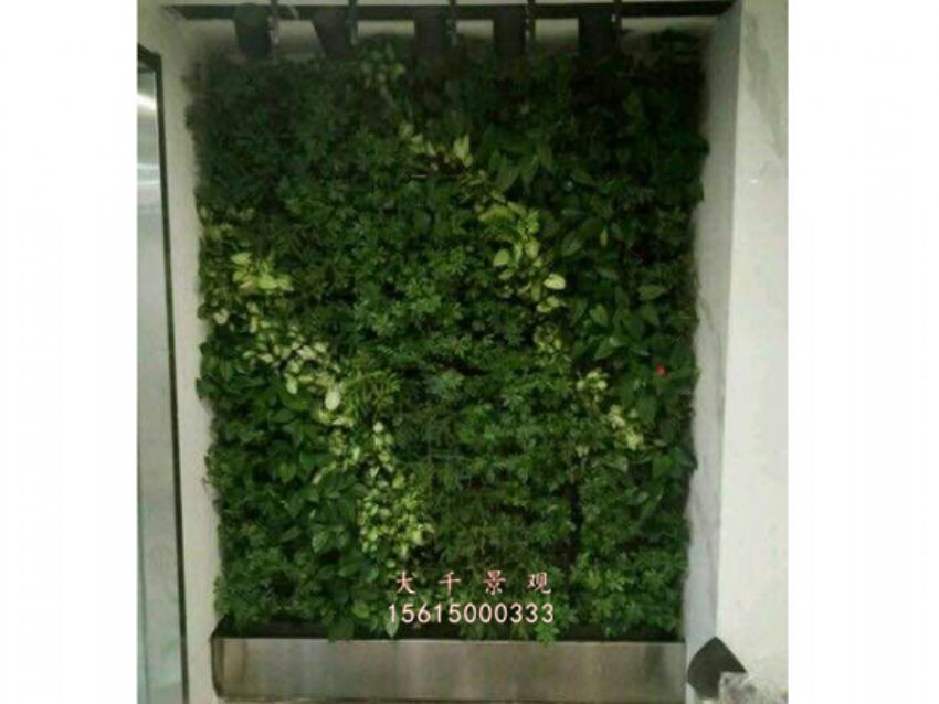 點(diǎn)擊查看詳細(xì)信息<br>標(biāo)題：綠植墻 閱讀次數(shù)：2154