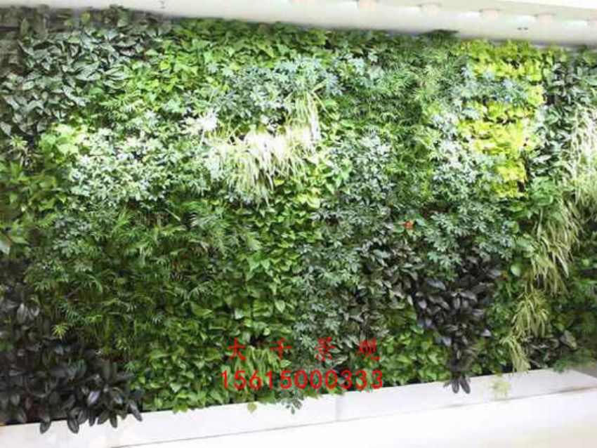 點(diǎn)擊查看詳細(xì)信息<br>標(biāo)題：綠植墻 閱讀次數(shù)：2467